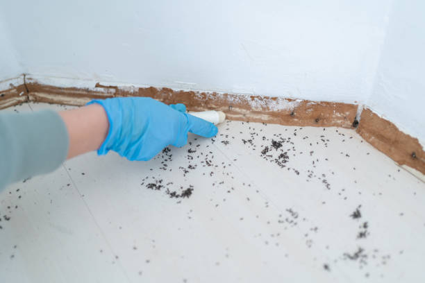 Trusted Bay St Louis, MS Pest Control Experts